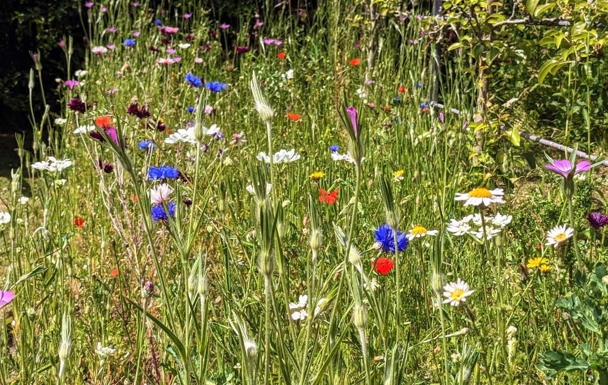 When is a meadow not a meadow?