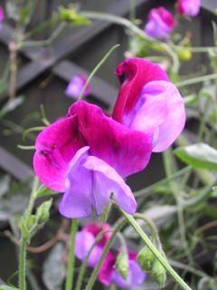 A real gem this year