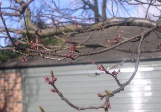 A colder, later spring