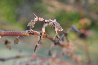 Drip, drip, drop little April hailstones
