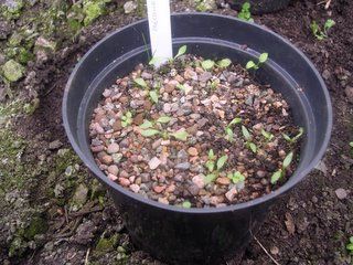 Friday February 17, 2006