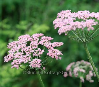 A correction and an apology.