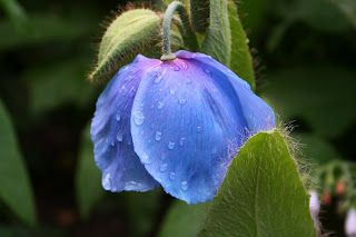 A moment of reverence in a manic day