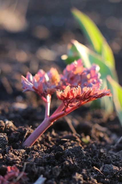 April, come she will.