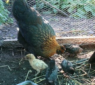 Sorry for the break...