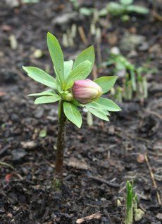 Tulip bulb shoots and lily beetles