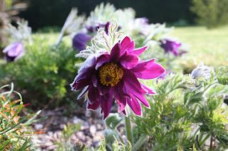 Choice Pulsatillas and lowly wild anemones.