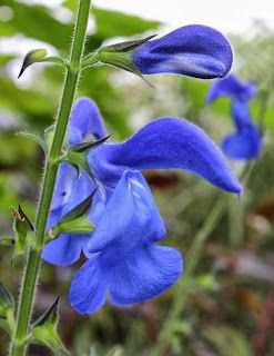 To sow or not to sow? That is the question...