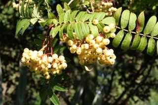 Sorbus 'Joseph Rock'