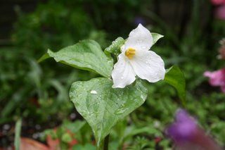 Trillium's first Trillium