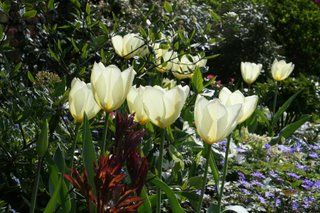 A 'not gardening' day in the garden