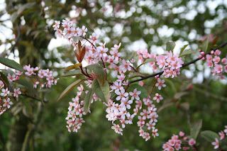 What's in flower right now...