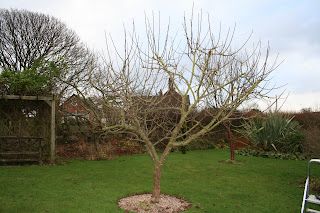 Apple tree pruning - part 2.