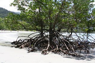 After the rain, icy fog.
