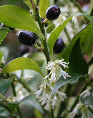 All I want for Christmas....