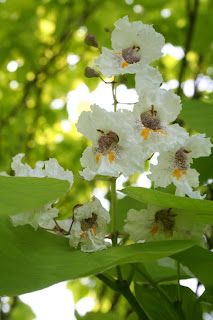 NGS open day on Sunday