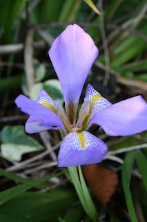Frosts and snowdrops