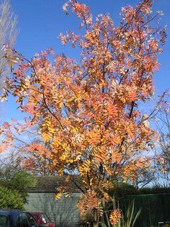 Back to back gardening