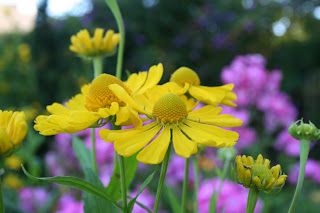 The Well-Tempered Garden