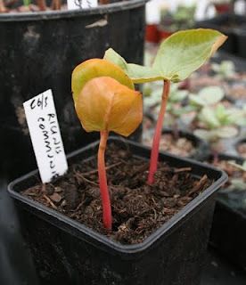 Dear Alan Titchmarsh,