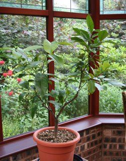 Dr. Trillium's recovery ward