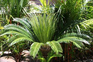 Feeling a bit tropical