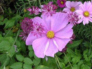 Sunday October 02, 2005