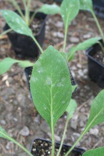 Still no rain, and 50 sick meconopsis