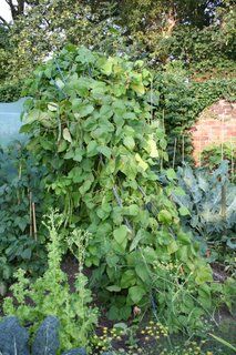 The effect of summer neglect.