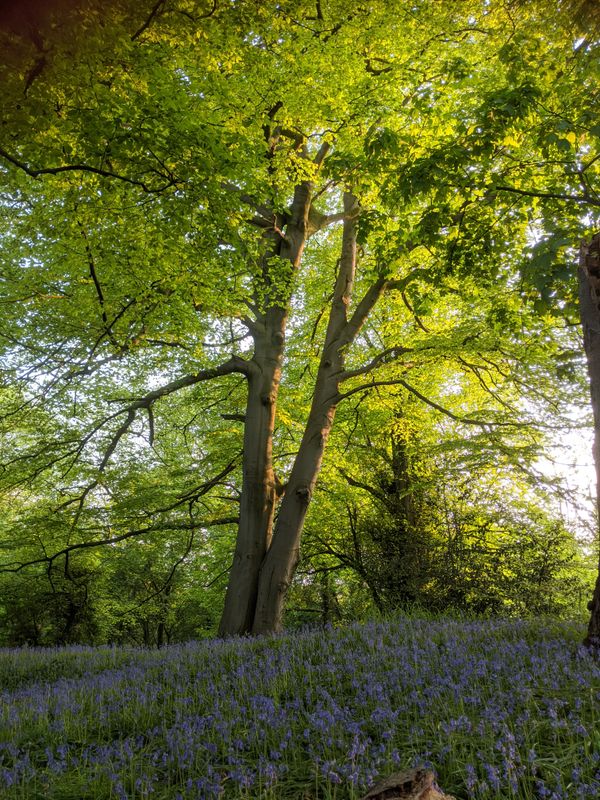 If a tree falls in a forest...