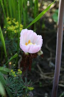 Hello to Gardener's World viewers