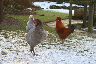 Chickens prefer cages to snow? Tosh