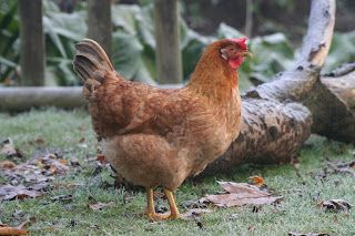 Brass monkeys and blue eggs