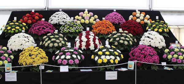 The Floral Marquee - magic and muscle