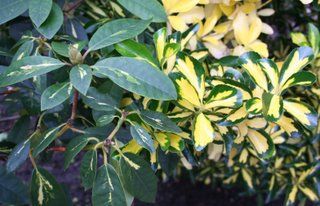 Tonight's the night....