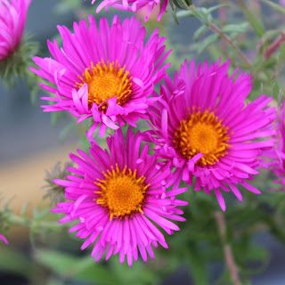 On Twitter, Gardeners World, Monty, age and all that...