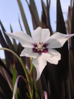 Acidanthera bicolor