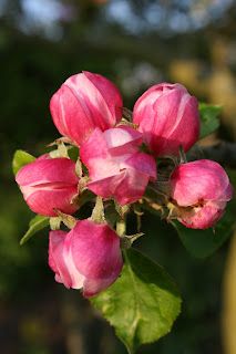 Blossoming and timing