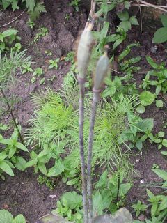 Sunday July 24, 2005