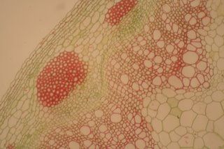 The inner beauty of plants