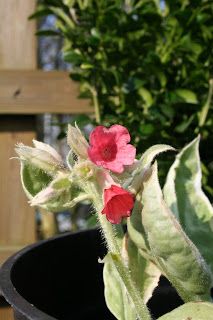 Pulmonarias - if anything is 'Sky-blue-pink', this plant is