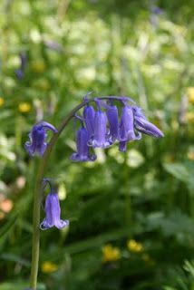 STOPPRESS - The bluebells are out...