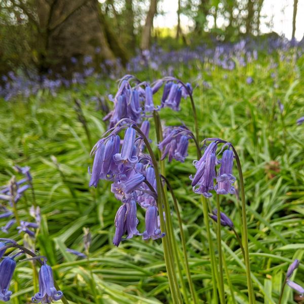 Trouble in the bluebell woods...