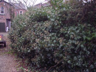 Sunday January 08, 2006