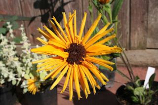 Yet another ident question...