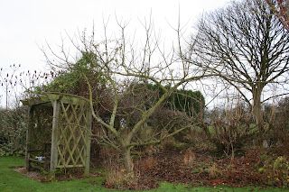 Apple pruning - part 3