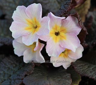 Plants online at last!