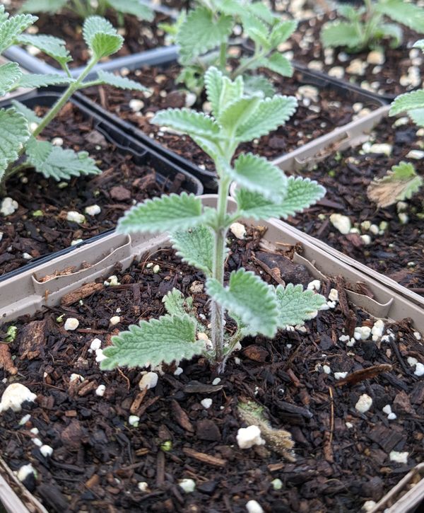 Feeling the pinch...