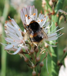 Beauty and the Bees...