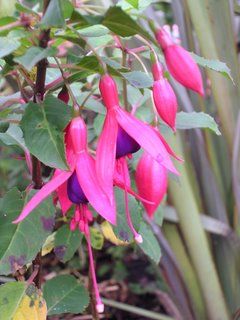 A splash of colour in November is priceless